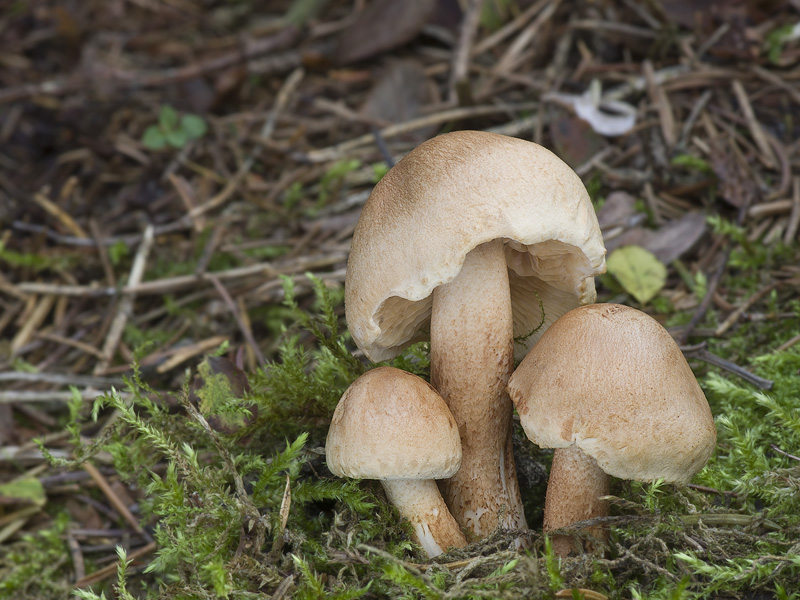 Tricholoma psammopus